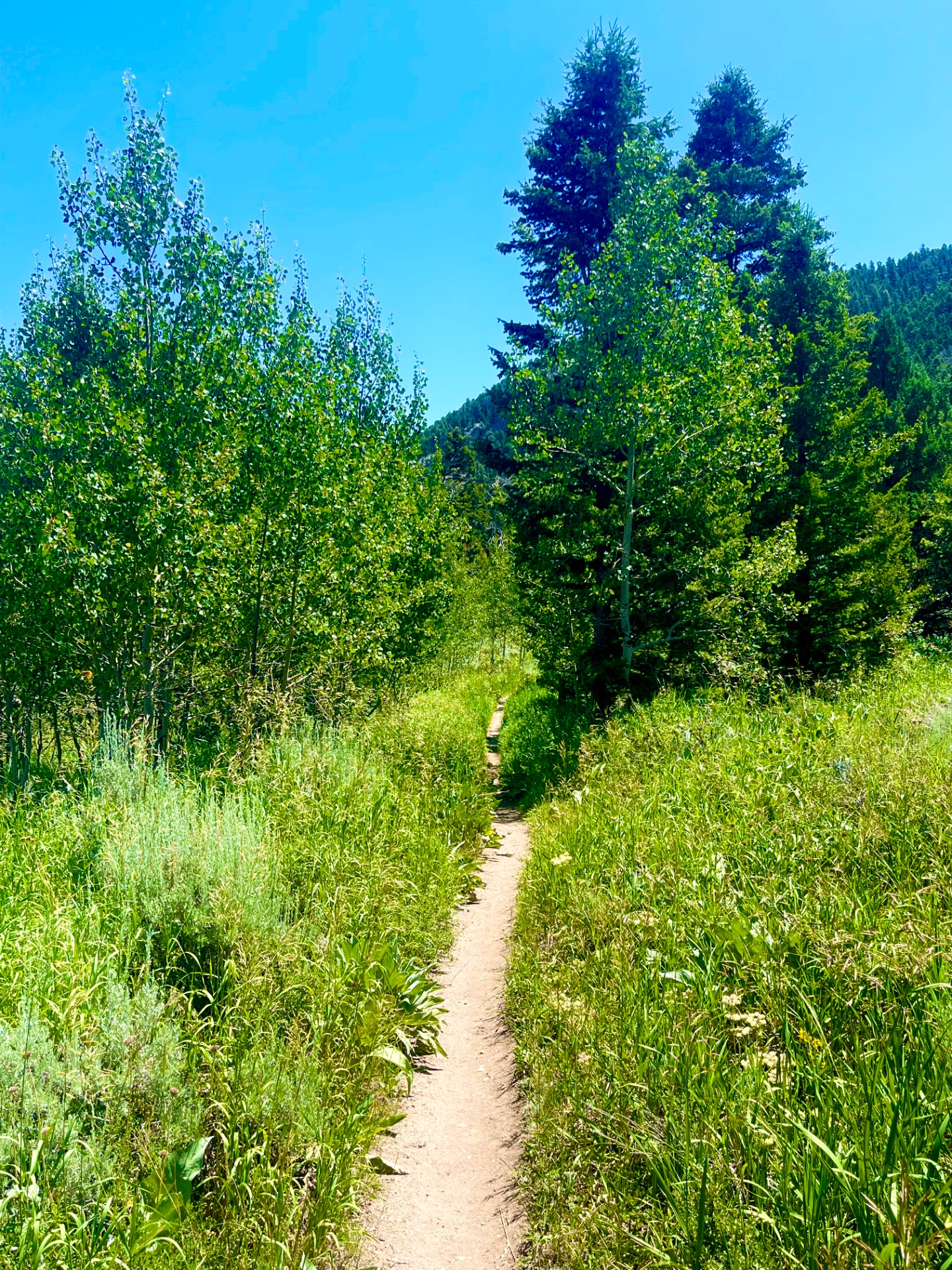 Moose Gulch Trail, Sinks Canyon